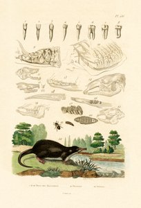 歯、1833-39